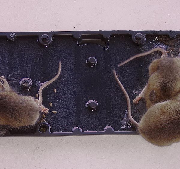 10 solutions naturelles contre les souris dans la maison.