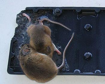 Piège à souris : maison, électrique, collant, non mortel, lequel