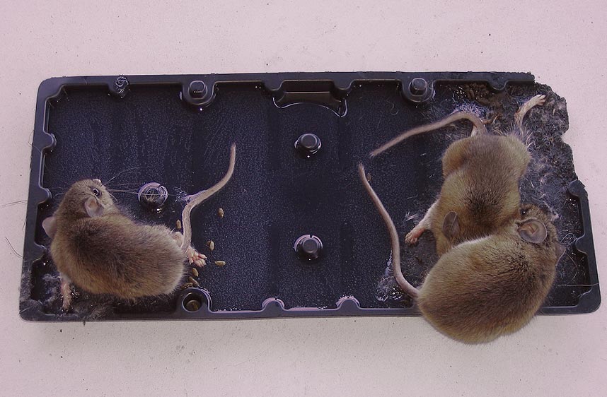 Piège collant à souris : pourquoi vous devez éviter cette solution