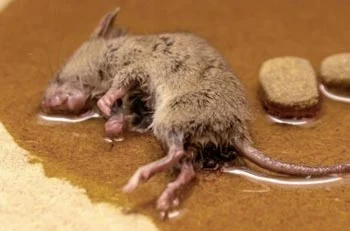 Colle Piège Souris Rats Sur Piège Colle Rat Souris Morte image