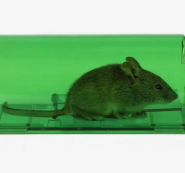 Quel piège à souris choisir ?