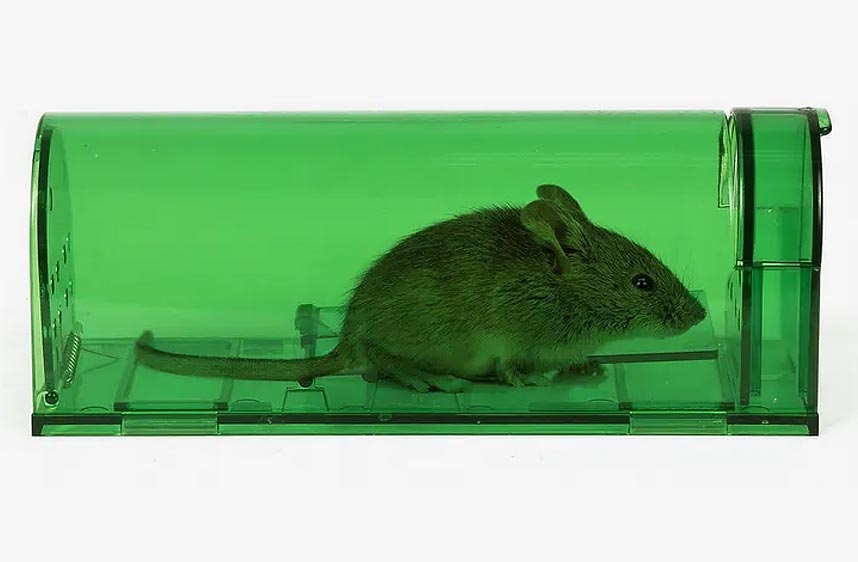Quel piège à souris choisir ?