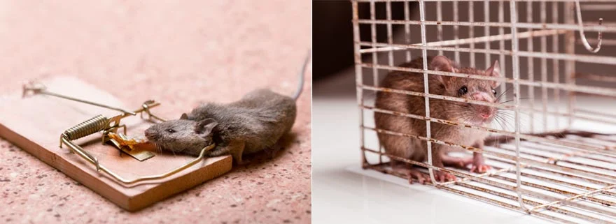 Pièges à souris : tapette classique ou trappe de capture