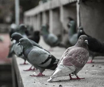 Pigeons et fientes