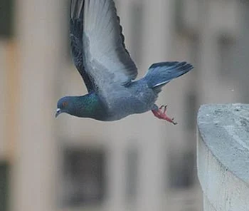 Invasion de pigeon