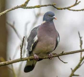 Pigeon espèce protégée