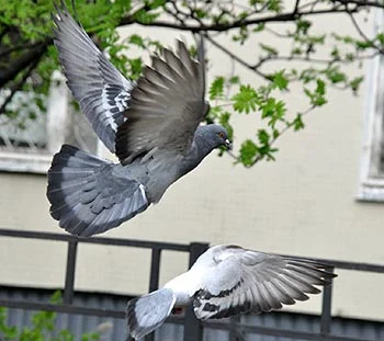 Pigeons en fuite