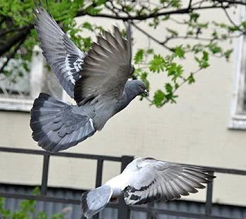 Ultrason pour oiseaux - Pigeons et autres nuisibles