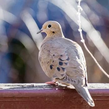 Pigeon sur le balcon