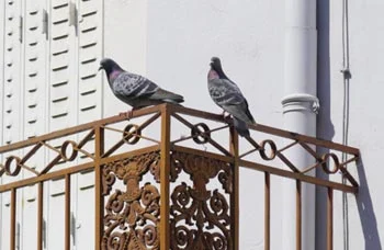 Pigeons sur le balcon