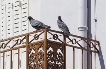 Pose de filet anti pigeon sur balcon à Aix en Provence 13100