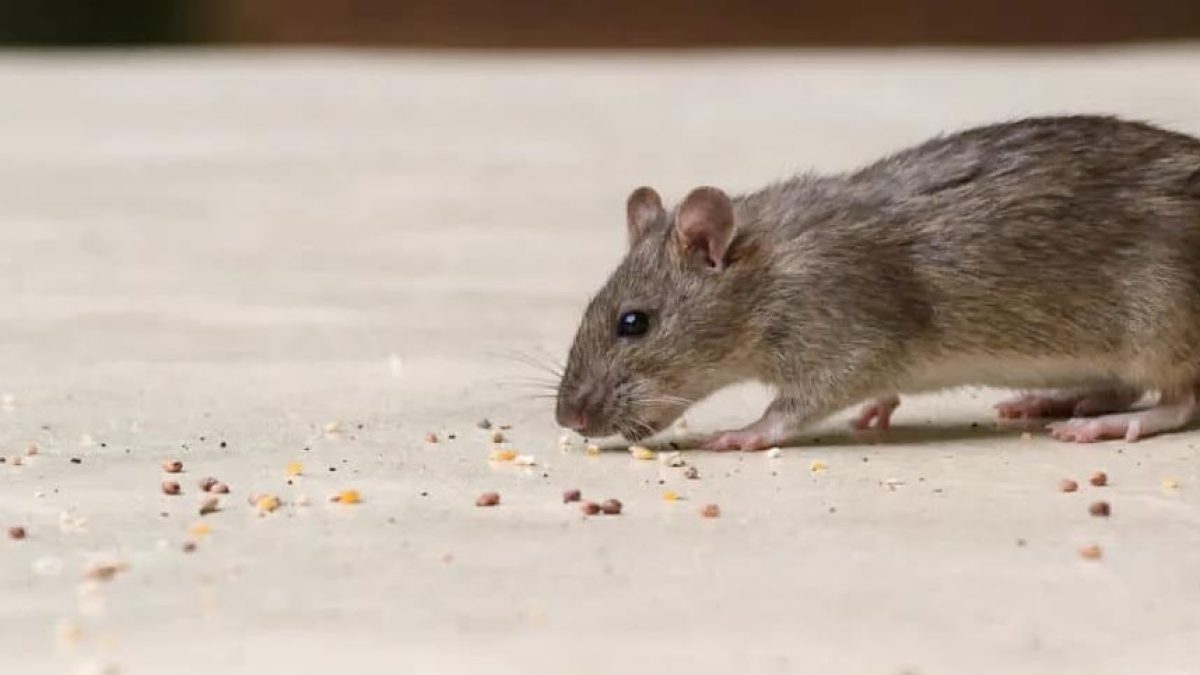 Le poison anti souris : solution foudroyante contre les rongeurs