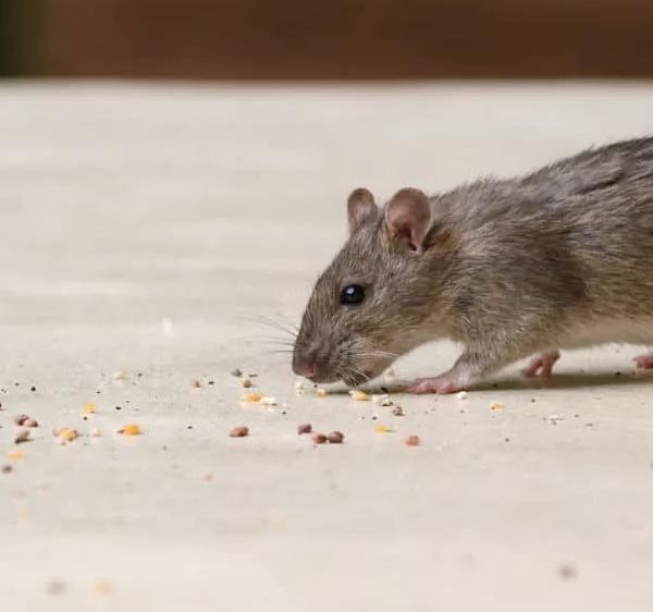 Quel est poison choisir pour lutter contre les souris ?