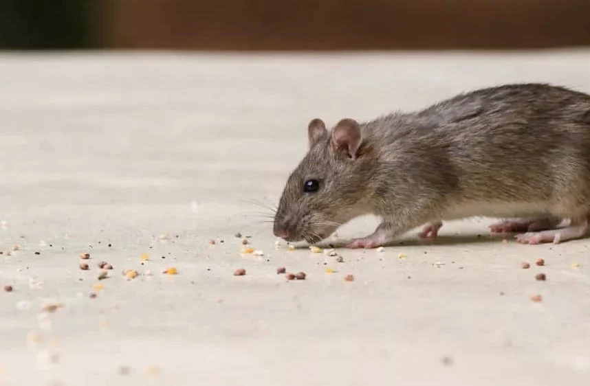Quel est poison choisir pour lutter contre les souris ?