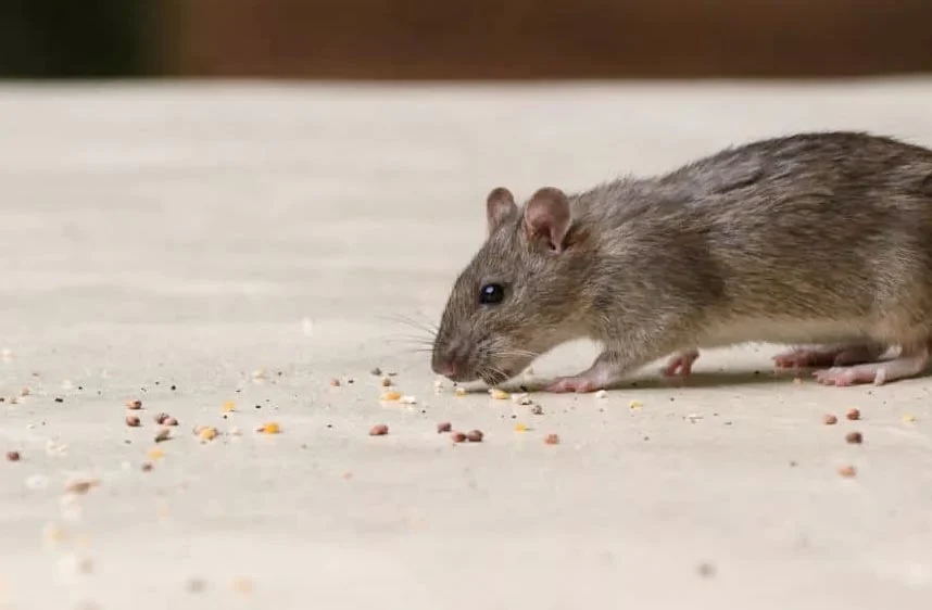 Produit anti souris : les poisons efficaces pour tuer un rat - Rats & Souris