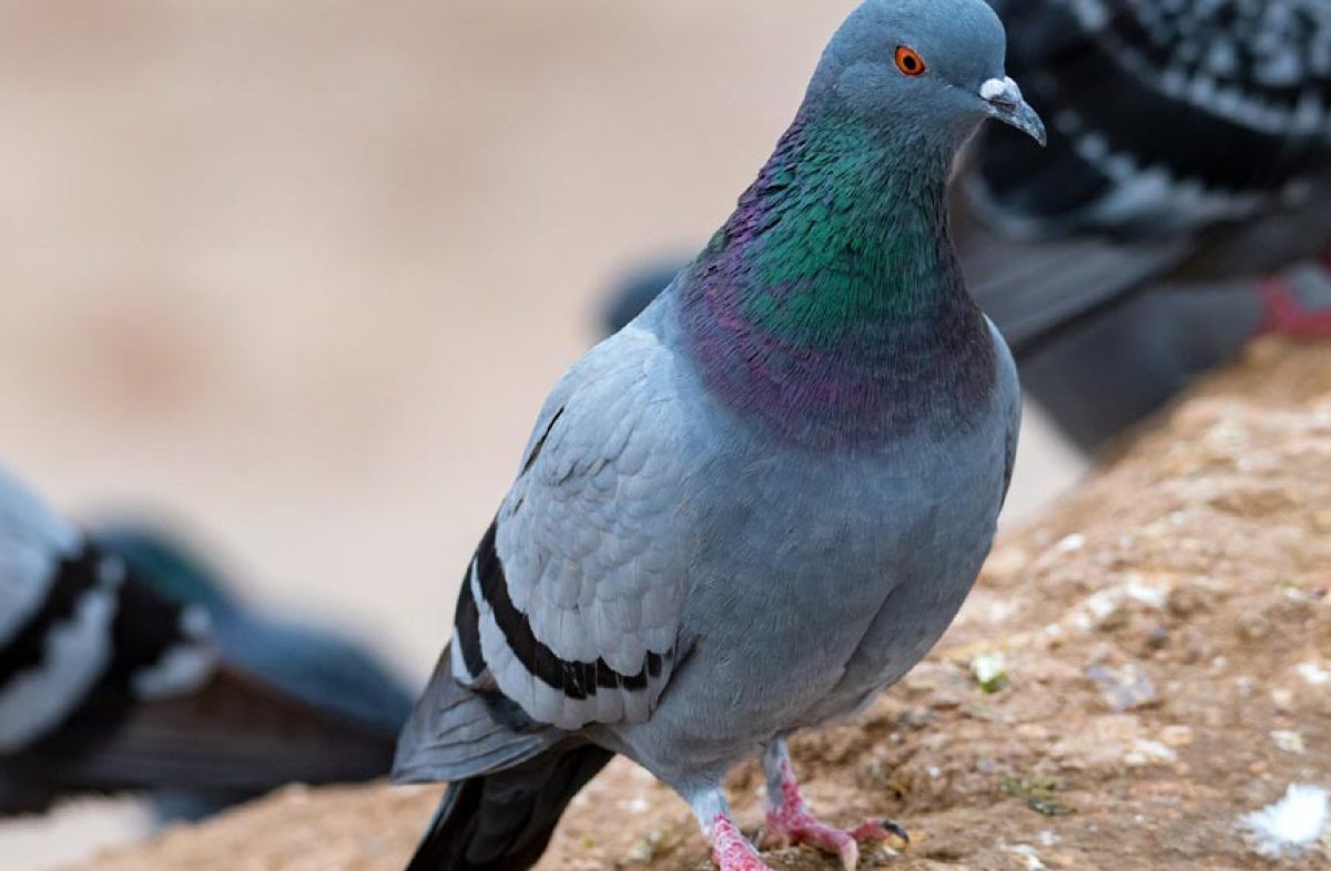 ULTRASONS anti pigeons 