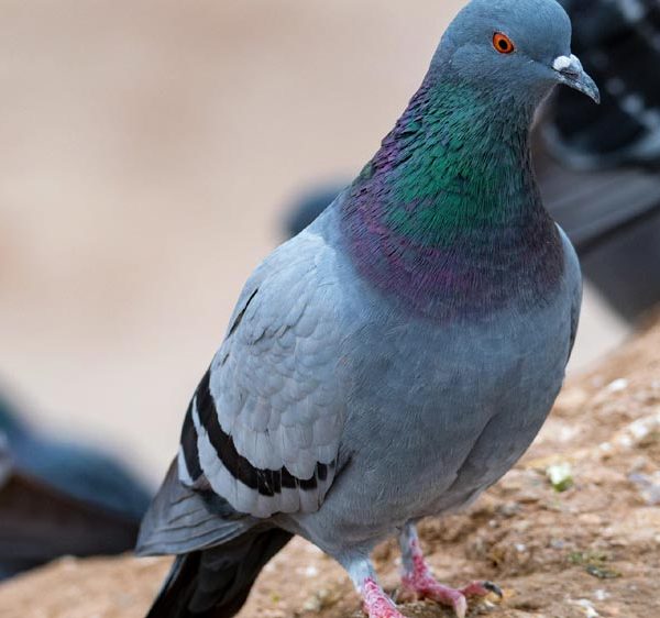 Solutions naturels anti-pigeon