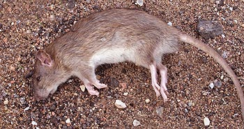 Souris empoisonnée