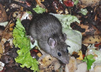 Souris à la recherche d'aliments dans la poubelle