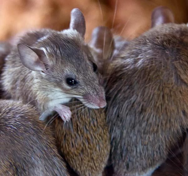 Wanke Piège à Souris Pièges à Rats, 6 Plaques Collantes Souris