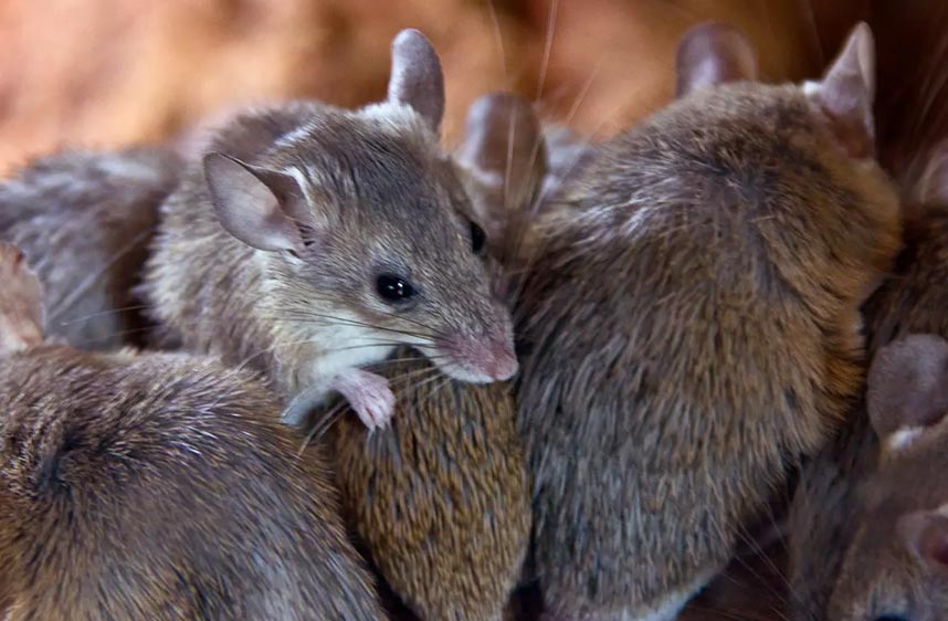 Solutions naturelles pour faire fuir les souris
