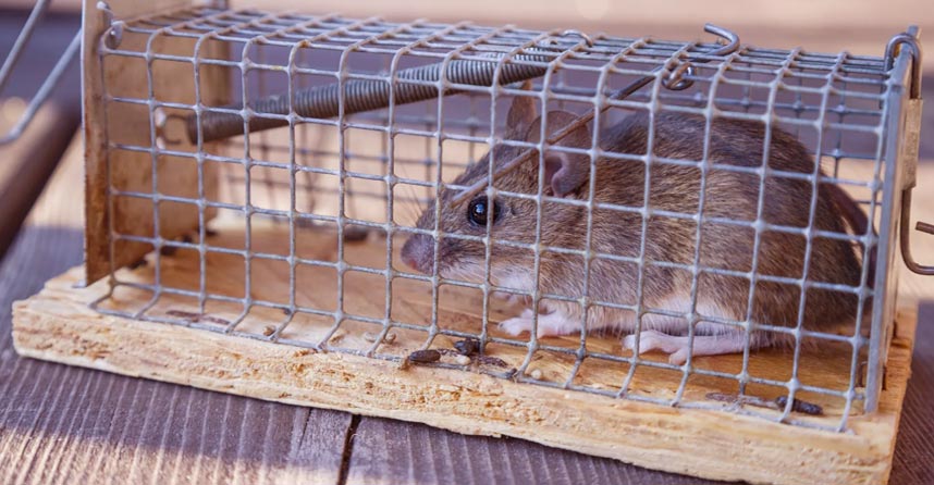 Piège à souris avec trappe de capture