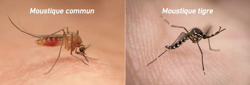 Quelles différences entre un moustique commun et un moustique tigre ?