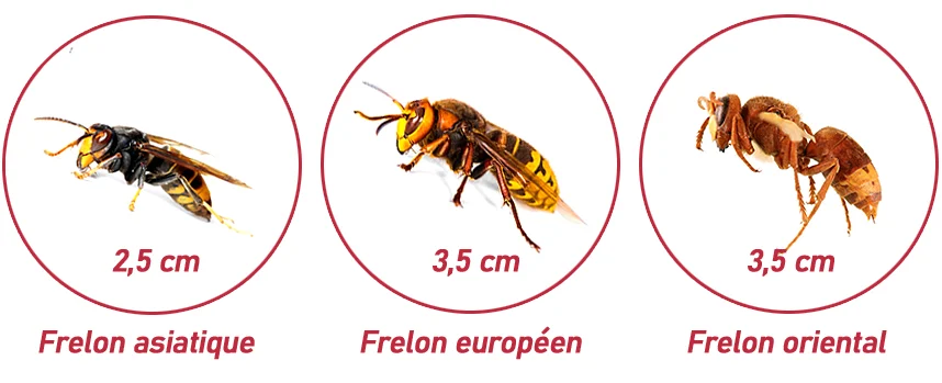 Différences entre les frelons