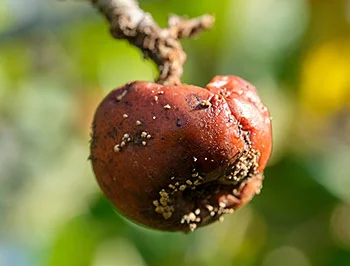 Fruit pourri qui appâte les frelons