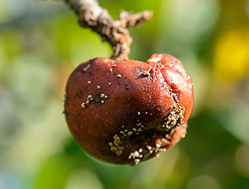 Fruit pourri qui appâte les frelons