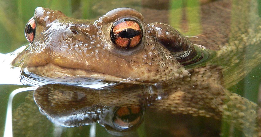 Grenouille pour lutter contre le smoustique dans un bassin