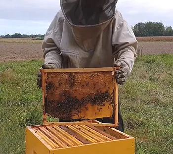 Ruches abeilles