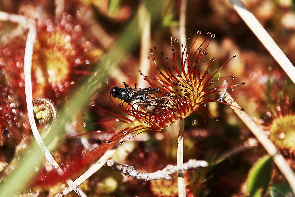 Le drosera : un piège délicat