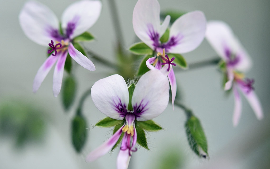 Pelargonium graveolens