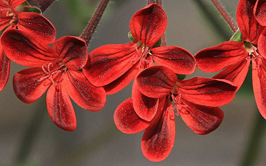 Pelargonium ardens