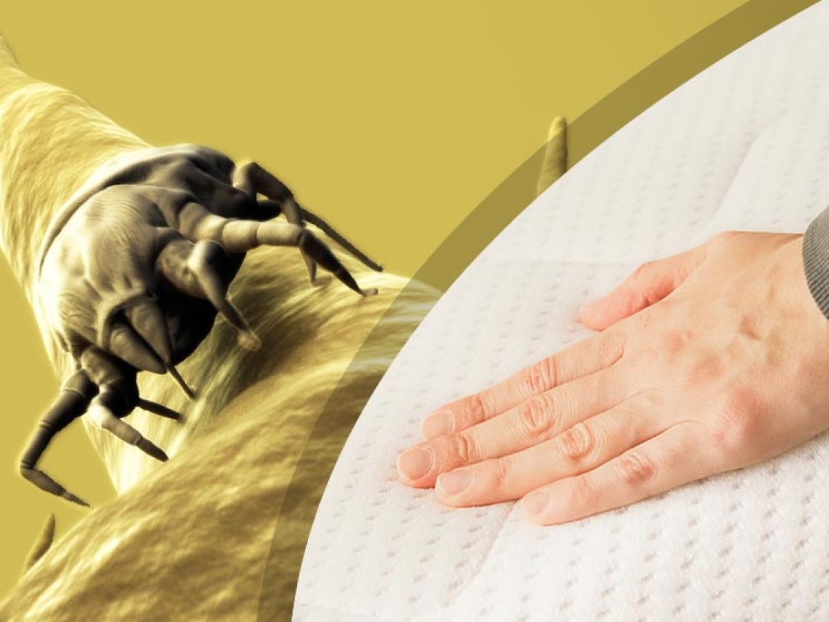 Comment détecter la présence d'acariens dans son lit ?