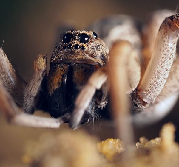 Chélicères araignées