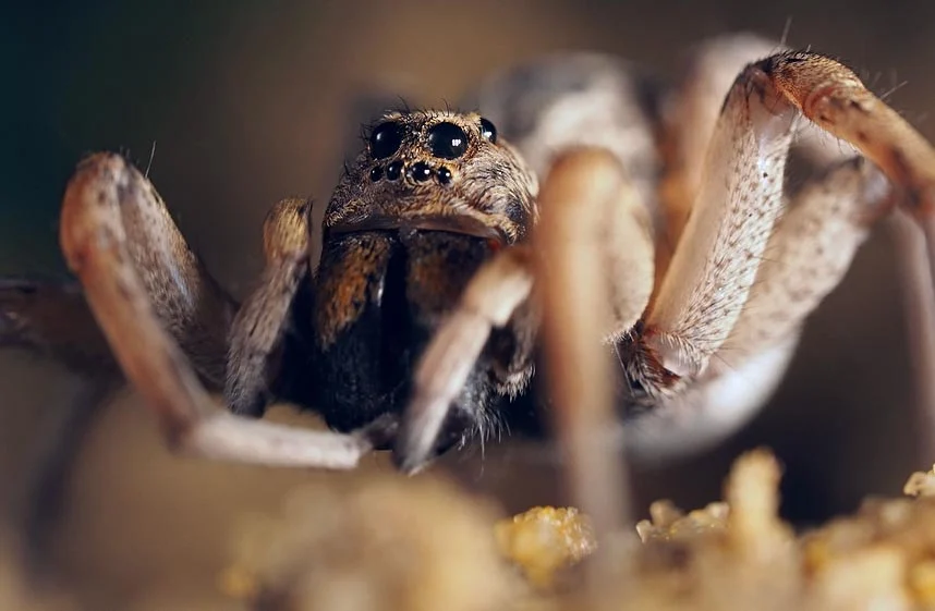 Chélicères araignées