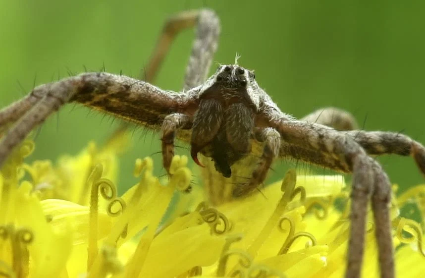 La morsure des araignées : comment ça fonctionne ?