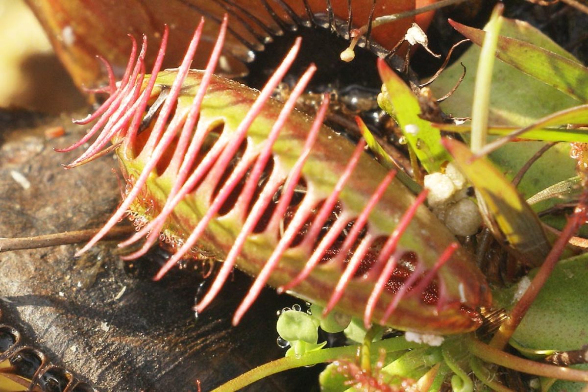 Plantes Carnivores : produits naturels contre les moucherons dans votre  maison ? 🏡 