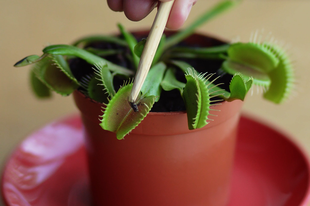 Les différentes espèces de plantes carnivores - Eden Carnivore