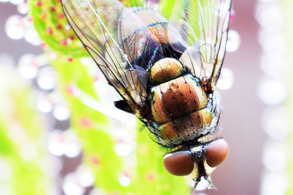 Le drosophyllum : le charme mortel