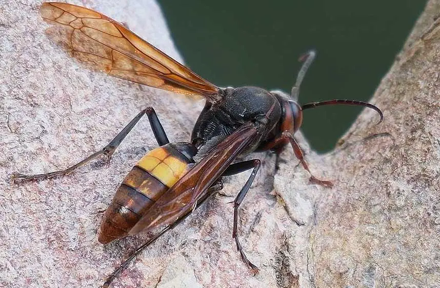 Frelon à bandes, Vespa affinis