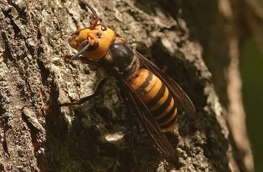 Le frelon asiatique est un insecte volant nuisible.