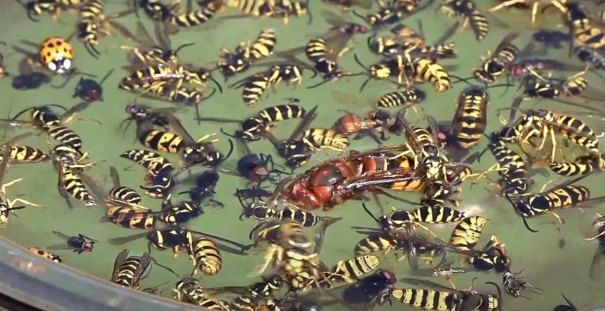 Captur de frelons dans le piège