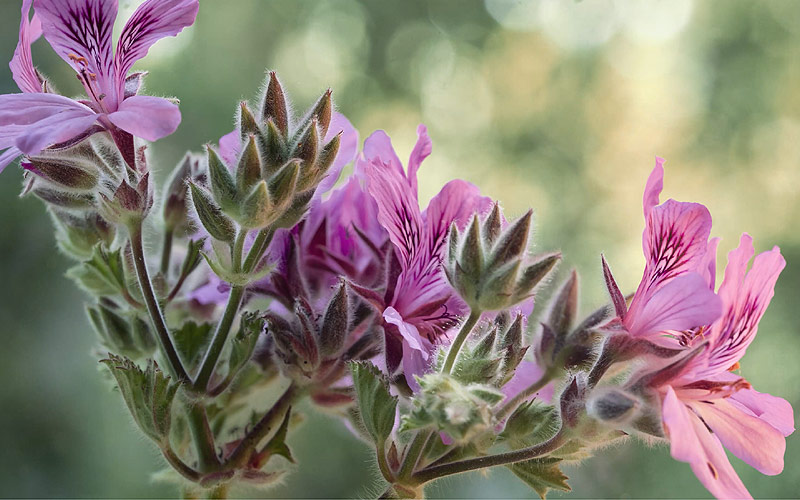 Les plantes anti-moustiques comme le géranium