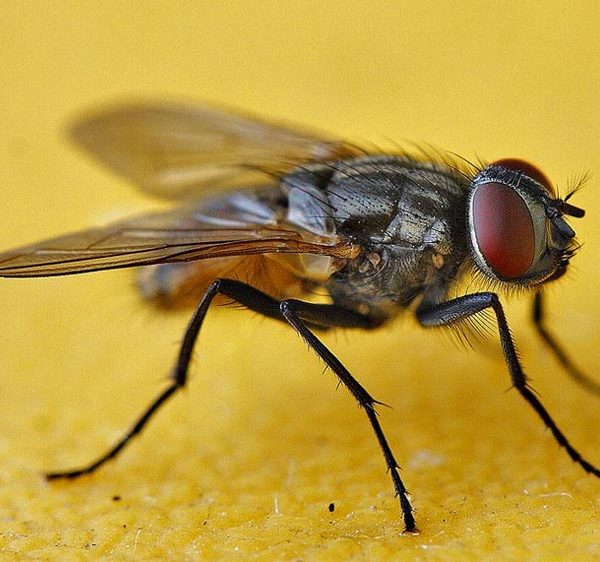 POurquoi les mouches nous envahissent-elle l'été ?