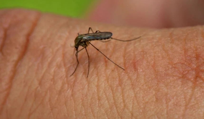 Piqûre de moustique par une femelle