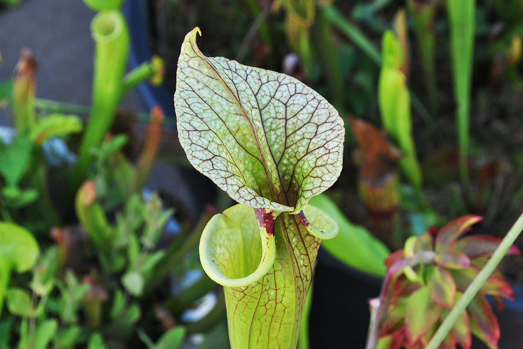 Le sarracenia : un piège ingénieux