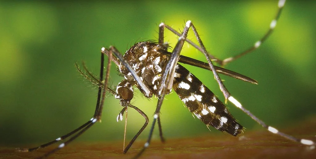 Reconnaître le moustique-tigre